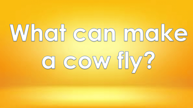 What can make a cow fly?