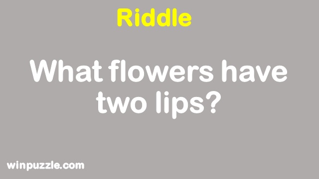two lips flower
